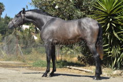 Bandolero-CA_013
