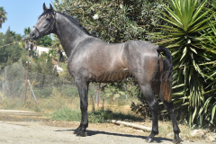 Bandolero-CA_025