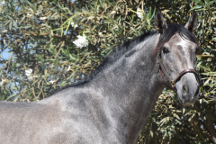 Bandolero-CA_051