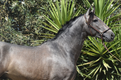 Bandolero-CA_062