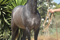 Bandolero-CA_070