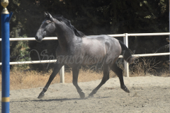 Bandolero-CA_110