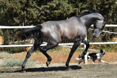 Bandolero-CA_122
