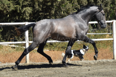Bandolero-CA_124
