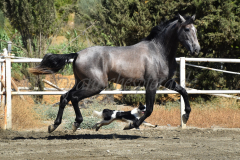 Bandolero-CA_134