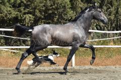 Bandolero-CA_137