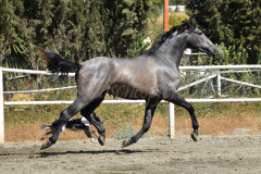 Bandolero-CA_139