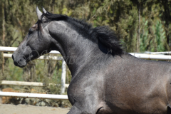 Bandolero-CA_146