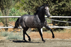 Bandolero-CA_151