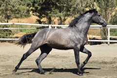 Bandolero-CA_159