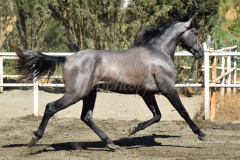Bandolero-CA_162