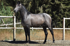 Bandolero-CA_164