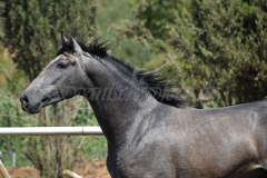 Bandolero-CA_173