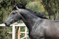 Bandolero-CA_175