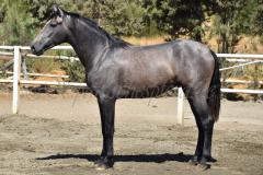 Bandolero-CA_176