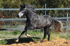 Bolero_012