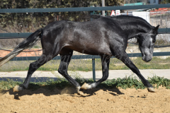Bolero_038