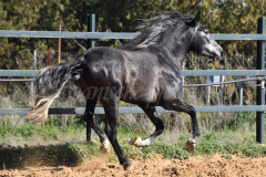 Bolero_045