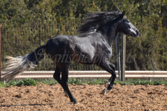 Bolero_048