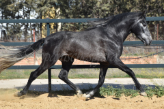 Bolero_080