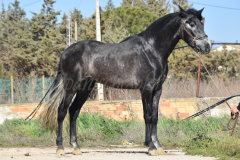 Bolero_267