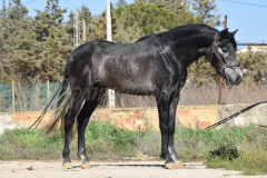 Bolero_269