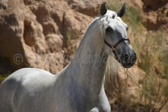 Bombay-los-Hoyos_096