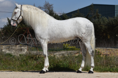 Bonbon_024