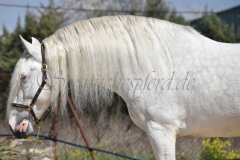 Bonbon_066