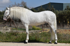 Bonbon_071