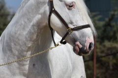 Bonbon_081