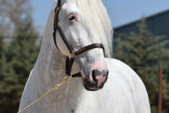 Bonbon_084