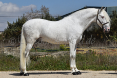 Bonbon_146