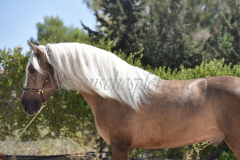 Trovador_038