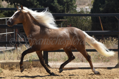 Trovador_273