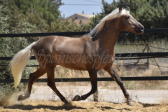 Trovador_292