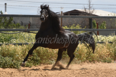 Chocolate_022
