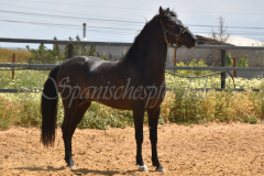Chocolate_034