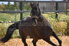 Chocolate_040