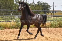 Chocolate_043
