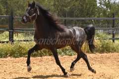 Chocolate_046