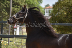 Chocolate_056