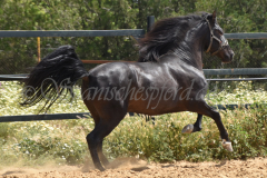 Chocolate_090