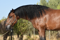 Cholito_037