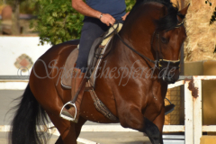 Cholito_299