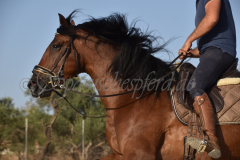 Cholito_339