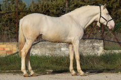 Cremello-4-Jahre_03