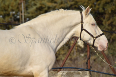 Cremello-4-Jahre_05