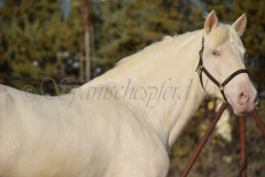 Cremello-4-Jahre_09