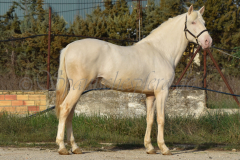 Cremello-4-Jahre_13